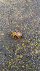 Podontia quatuordecimpunctata