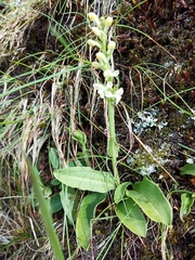 Platanthera brevicalcarata