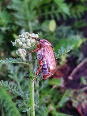 Amphimallon solstitiale