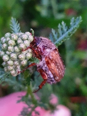 Amphimallon solstitiale