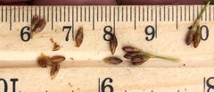 Juncus greenei