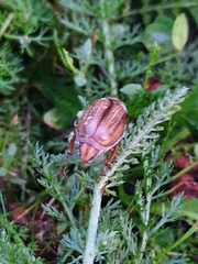 Amphimallon solstitiale