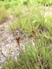 Juncus greenei