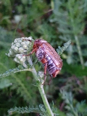 Amphimallon solstitiale