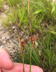 Juncus greenei