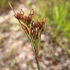 Juncus greenei