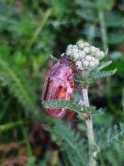 Amphimallon solstitiale