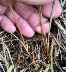 Juncus greenei