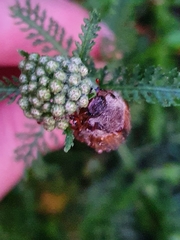 Amphimallon solstitiale