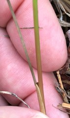 Juncus greenei