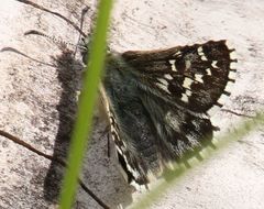 Pyrgus andromedae