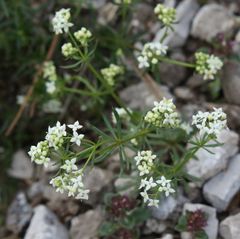 Galium anisophyllon