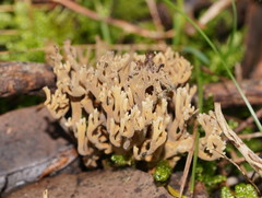 Phaeoclavulina flaccida