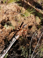 Eusparassus