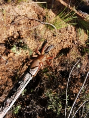 Eusparassus