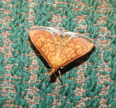 Ecpyrrhorrhoe rubiginalis