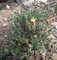 Pteronia staehelinoides