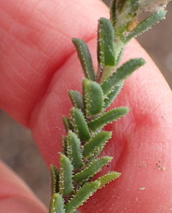 Pteronia staehelinoides