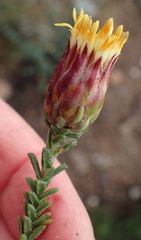 Pteronia staehelinoides