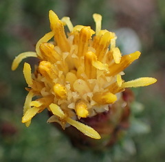 Pteronia staehelinoides