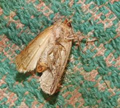 Caradrinina