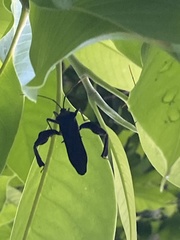 Pseudomictis distinctus