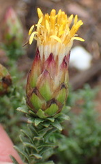 Pteronia staehelinoides