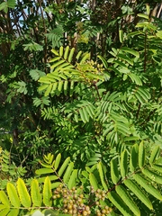 Sorbus aucuparia