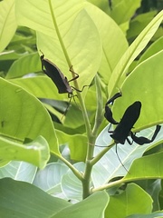 Pseudomictis distinctus