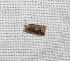 Brachmia blandella