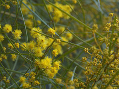 Acacia betchei