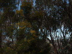 Acacia betchei