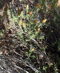 Pteronia staehelinoides