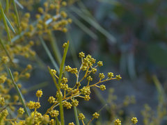Acacia betchei