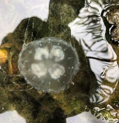 Chrysaora chesapeakei