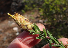 Pteronia staehelinoides