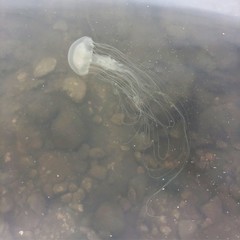 Chrysaora chesapeakei