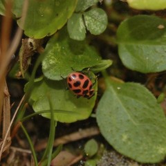 Coleomegilla maculata lengi