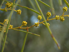 Acacia betchei