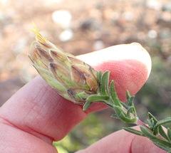 Pteronia staehelinoides