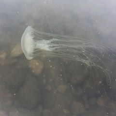 Chrysaora chesapeakei