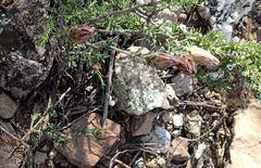 Pteronia staehelinoides