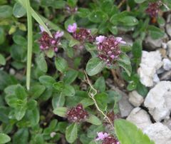 Thymus praecox polytrichus