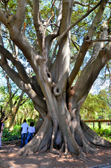 Ficus elastica