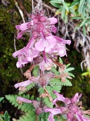 Pedicularis refracta transmorrisonensis