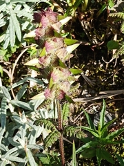 Pedicularis refracta transmorrisonensis