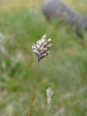 Oreochloa disticha