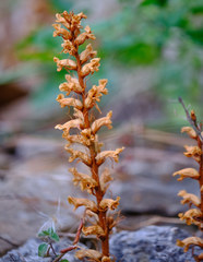 Orobanche hederae