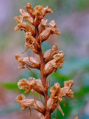 Orobanche hederae