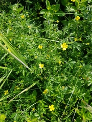 Potentilla erecta